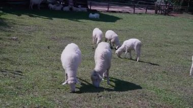 4K kameraya yakalanmış bir Merino koyunu koyun çiftliğinde otlakta dolaşıyor..