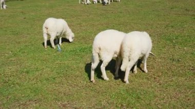 4K kameraya yakalanmış bir Merino koyunu koyun çiftliğinde otlakta dolaşıyor..
