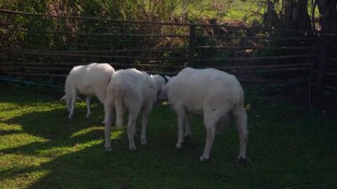 4K kameraya yakalanmış bir Merino koyunu koyun çiftliğinde otlakta dolaşıyor..