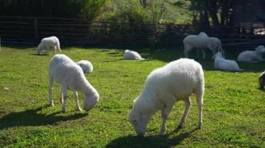 4K kameraya yakalanmış bir Merino koyunu koyun çiftliğinde otlakta dolaşıyor..