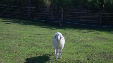 4K kameraya yakalanmış bir Merino koyunu koyun çiftliğinde otlakta dolaşıyor..