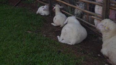 4K kameraya yakalanmış bir Merino koyunu koyun çiftliğinde otlakta dolaşıyor..