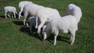 4K kameraya yakalanmış bir Merino koyunu koyun çiftliğinde otlakta dolaşıyor..