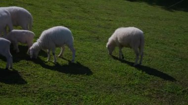 4K kameraya yakalanmış bir Merino koyunu koyun çiftliğinde otlakta dolaşıyor..