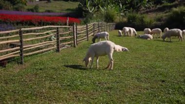 4K kameraya yakalanmış bir Merino koyunu koyun çiftliğinde otlakta dolaşıyor..