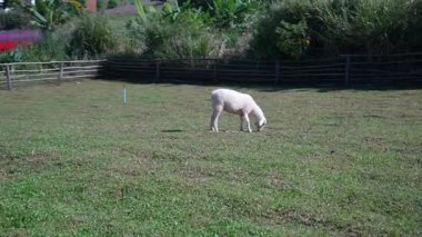 4K kameraya yakalanmış bir Merino koyunu koyun çiftliğinde otlakta dolaşıyor..