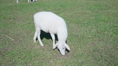 4K kameraya yakalanmış bir Merino koyunu koyun çiftliğinde otlakta dolaşıyor..