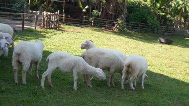 4K kameraya yakalanmış bir Merino koyunu koyun çiftliğinde otlakta dolaşıyor..