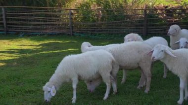 4K kameraya yakalanmış bir Merino koyunu koyun çiftliğinde otlakta dolaşıyor..
