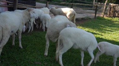 4K kameraya yakalanmış bir Merino koyunu koyun çiftliğinde otlakta dolaşıyor..
