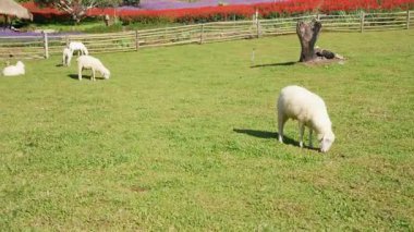 4K kameraya yakalanmış bir Merino koyunu koyun çiftliğinde otlakta dolaşıyor..