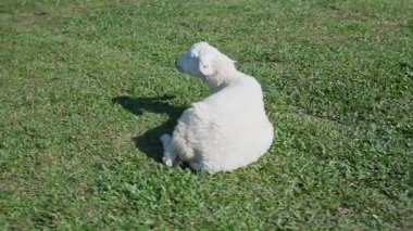 4K kameraya yakalanmış bir Merino koyunu koyun çiftliğinde otlakta dolaşıyor..