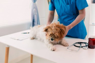Veteriner klinikteki küçük mutlu köpeği muayene ediyor. Hayvan sağlığı kavramına yakın..