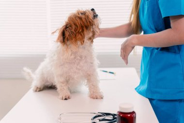 Veteriner klinikteki küçük mutlu köpeği muayene ediyor. Hayvan sağlığı kavramına yakın..