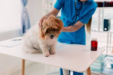 Veteriner klinikteki küçük mutlu köpeği muayene ediyor. Hayvan sağlığı kavramına yakın..