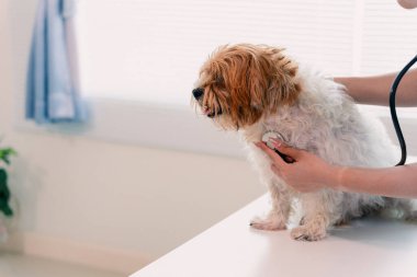Veteriner klinikteki küçük mutlu köpeği muayene ediyor. Hayvan sağlığı kavramına yakın..