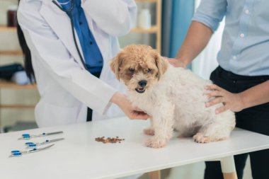 Şefkatli veteriner muayene masasında küçük bir köpeği muayene ediyor. Veteriner kliniğindeki ahşap masada oturan bir kadın veterinerin şirin Shih Tzu köpeği..