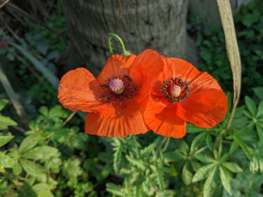 Arkaplanda Yeşillik Olan İkiz Poppy 