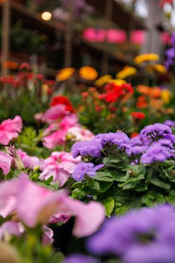 Peru 'nun nemli ormanlarından farklı renklerde orkideler