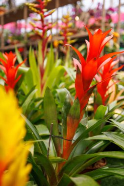 Peru 'nun nemli ormanlarından farklı renklerde orkideler