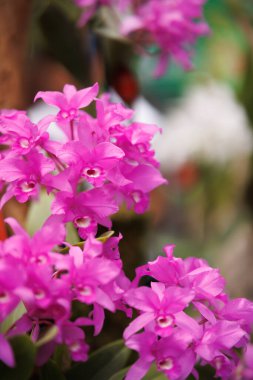 Peru 'nun nemli ormanlarından farklı renklerde orkideler