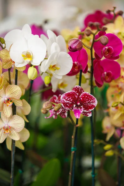 orchids of different colors from the humid jungle of Peru