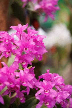 Güzel dizilmiş pembe bir orkide, yumuşak rengi ve zarif taç yaprakları zarif ve zarif bir çiçek dekoru oluşturuyor.