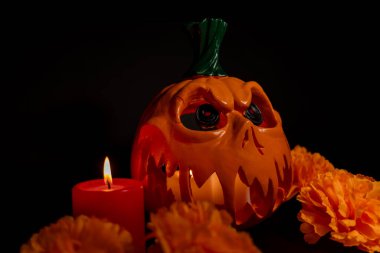 İçinde kırmızı mum ve turuncu kadife çiçekleri olan içi boş bir Cadılar Bayramı balkabağı. Sahne, siyah bir arkaplanda, fotoğrafın tam ortasında.