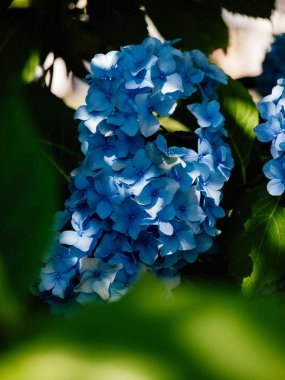 Beyaz ve mavi çiçekler, Hortencias, Çek Cumhuriyeti 'ndeki Priessnitz' de çiçek açtı..