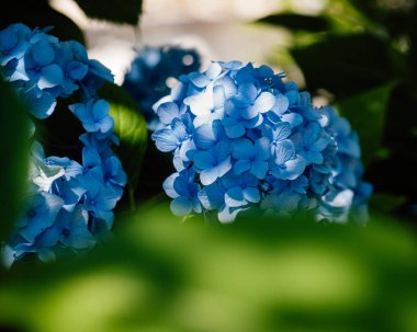 Beyaz ve mavi çiçekler, Hortencias, Çek Cumhuriyeti 'ndeki Priessnitz' de çiçek açtı..