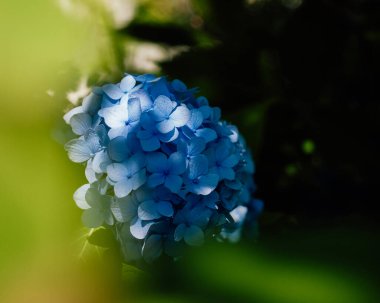 Beyaz ve mavi çiçekler, Hortencias, Çek Cumhuriyeti 'ndeki Priessnitz' de çiçek açtı..