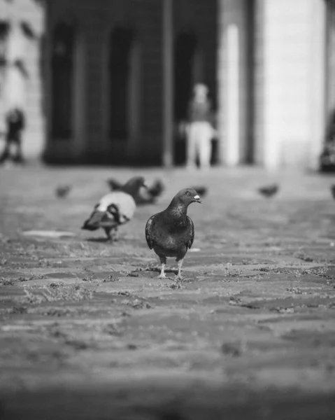 Group of pigeons on the square in black and white theme.
