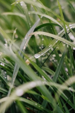 Çiyli yeşil çimen