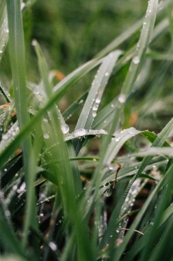 Güzel botanik fotoğrafı, doğal duvar kağıdı.