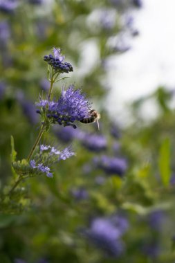 Bir arı lavanta çiçeklerinden nektar toplar.