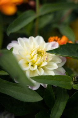 Bahçedeki güzel çiçekler