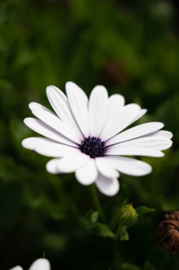 Bahçedeki beyaz papatya çiçeği