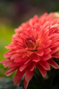 güzel kırmızı krizantem çiçeği Bahçe