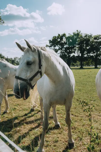 Лошадь Ферме — стоковое фото
