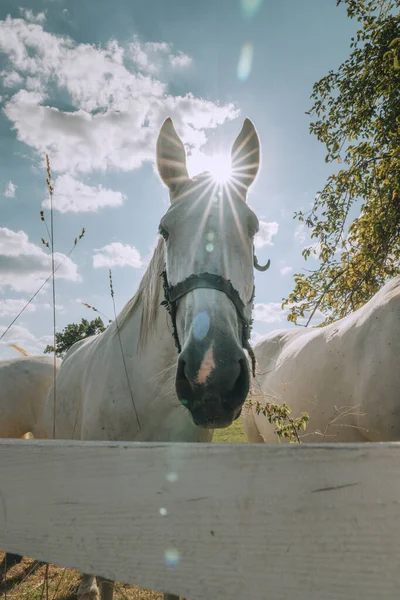 Белая Лошадь Ферме Утреннем Свете — стоковое фото