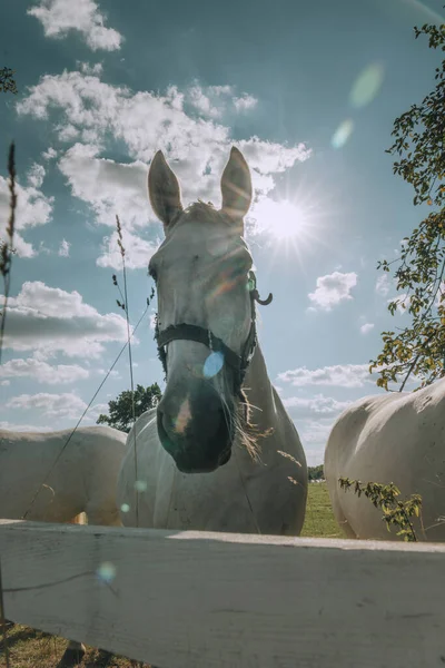 Лошадь Поле — стоковое фото