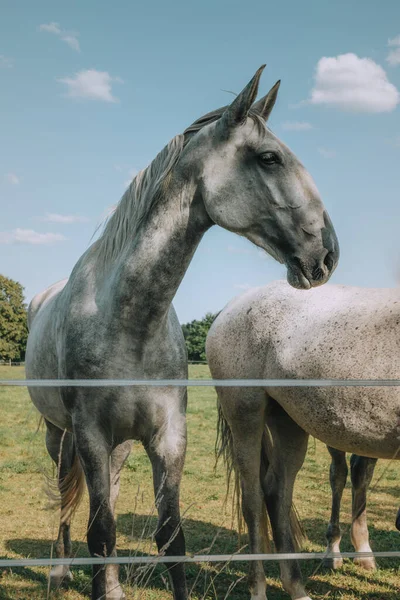 Две Лошади Загоне — стоковое фото