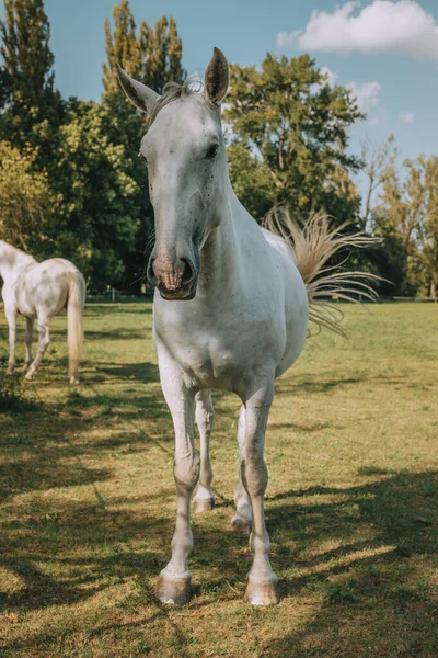 Красивая Лошадь Белыми Пятнами — стоковое фото