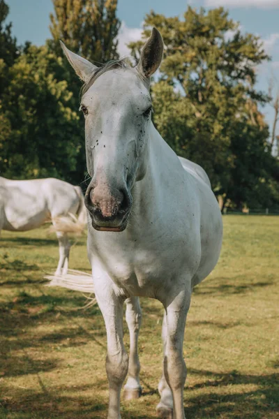 昼間のフィールドで白い馬のクローズアップショット — ストック写真