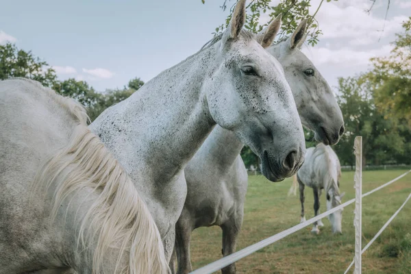 Лошади Загоне — стоковое фото