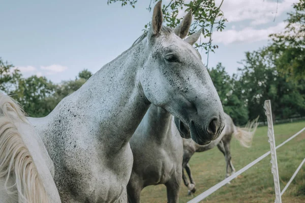 Портрет Белой Лошади — стоковое фото