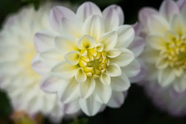 Crisantemos Blancos Jardín —  Fotos de Stock