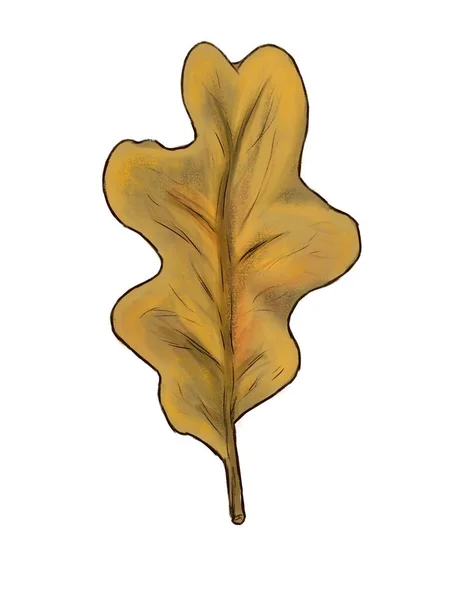 Illustration Eines Braunen Eichenblattes — Stockfoto