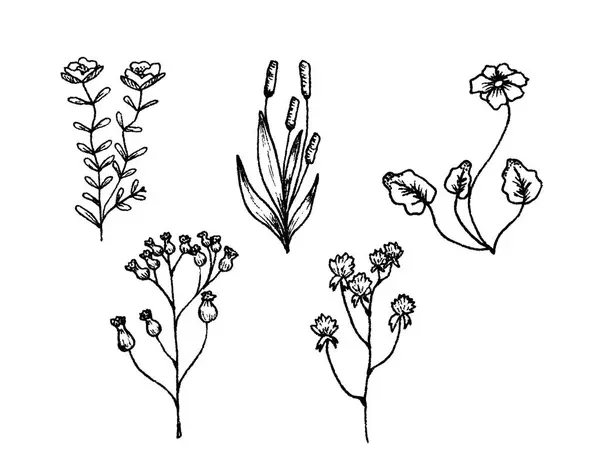 Набір Чорно Білих Квітів — стокове фото