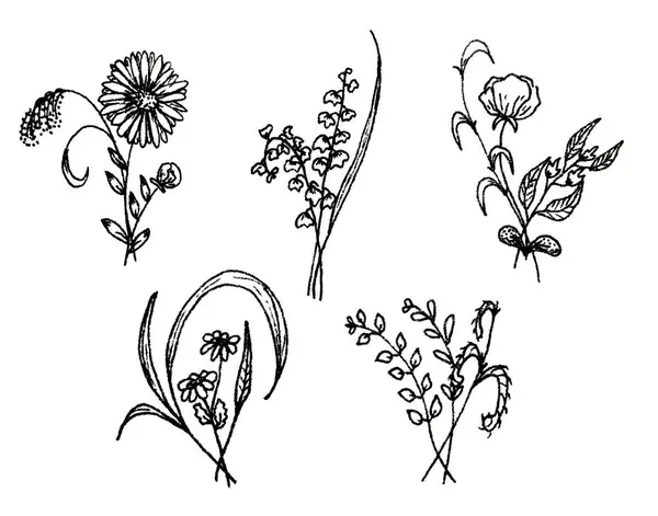 Set Schwarzer Und Weißer Blumen — Stockfoto